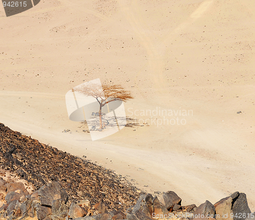 Image of Lonely dry tree in Egypt desert