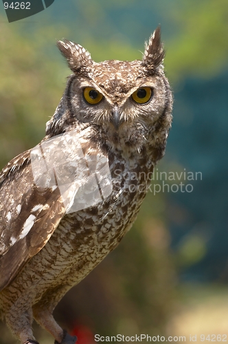 Image of Owl