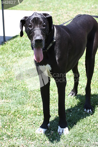 Image of Great Dane