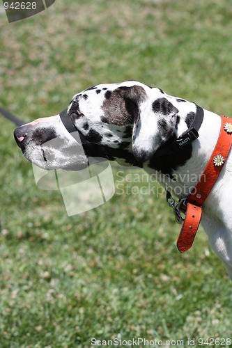 Image of Great Dane