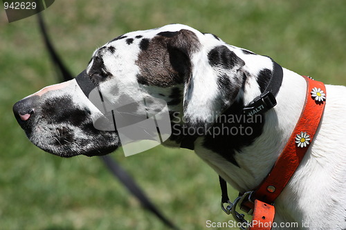 Image of Great Dane