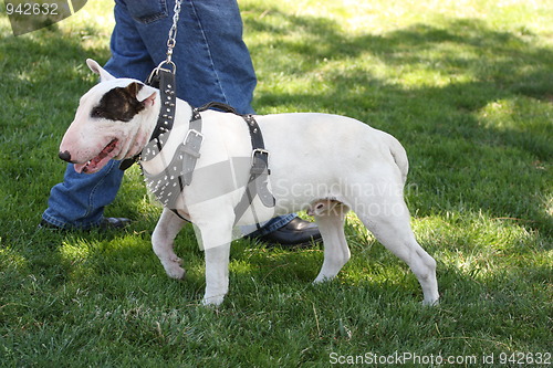 Image of Bull Terrier