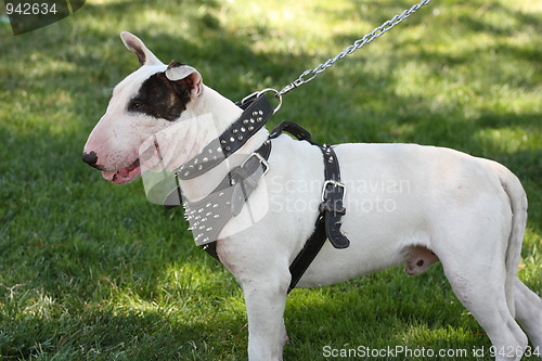 Image of Bull Terrier