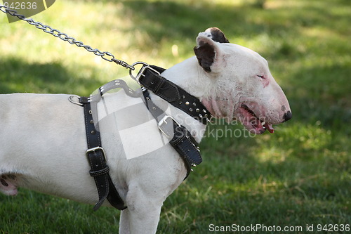 Image of Bull Terrier