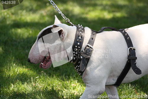 Image of Bull Terrier