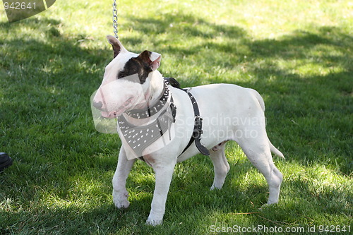 Image of Bull Terrier