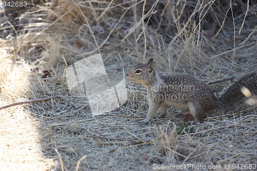 Image of Squirrel 