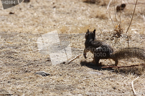 Image of Squirrel 