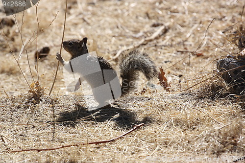 Image of Squirrel 