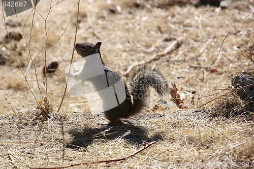 Image of Squirrel 