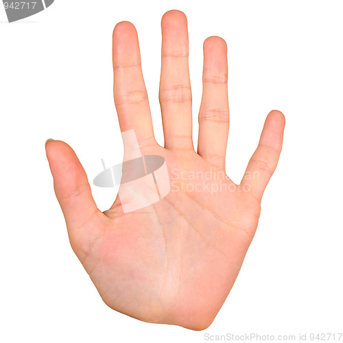 Image of Female palm