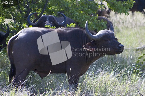 Image of Cape buffalo