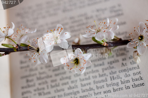 Image of sakura and book 