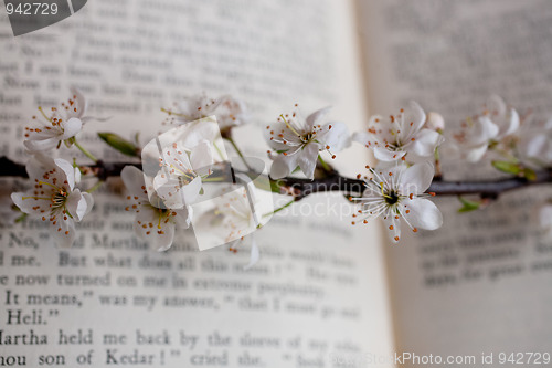 Image of sakura and book 
