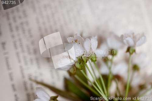 Image of sakura and book 