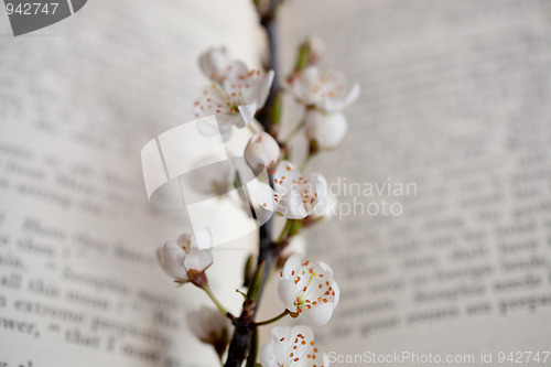 Image of sakura and book 