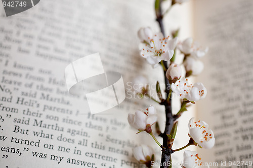 Image of sakura and book 