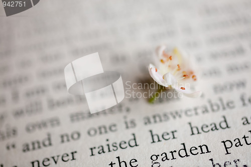 Image of sakura and book 