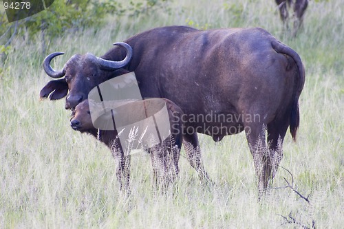 Image of Cape buffalo