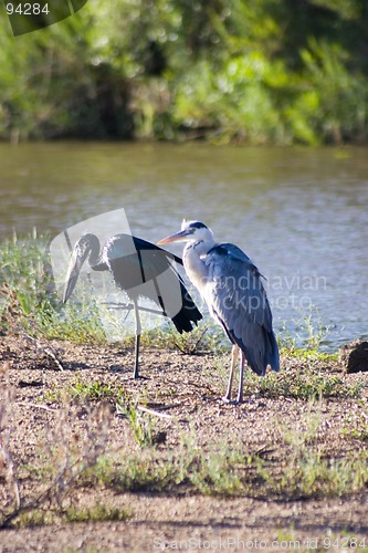 Image of Grey heron