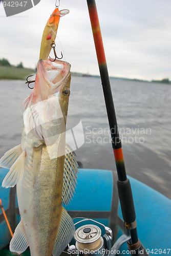 Image of Evening catch