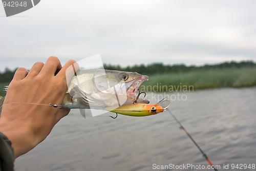 Image of Evening catch