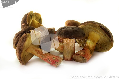 Image of Red-cracked bolete