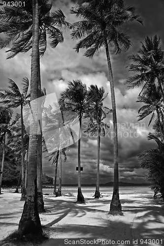 Image of Palm trees