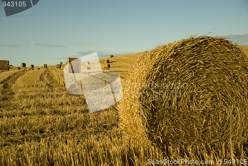 Image of Harvest Time
