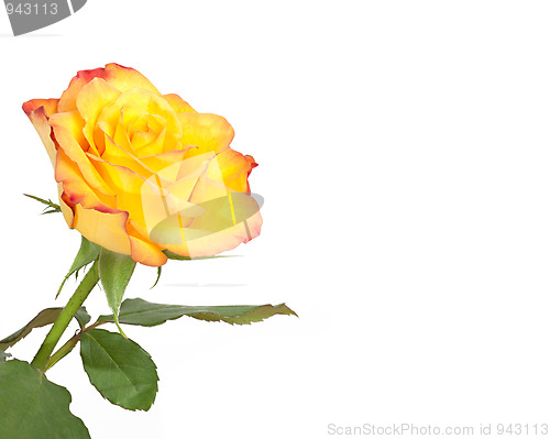 Image of yellow rose