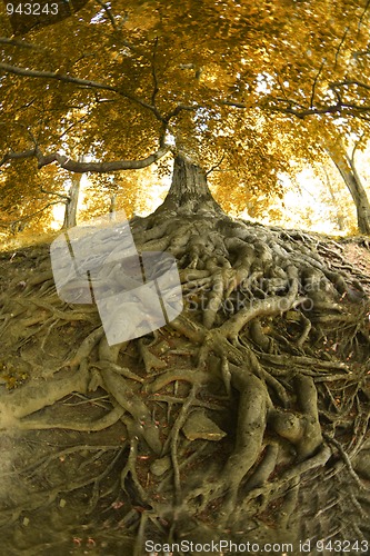 Image of old tree