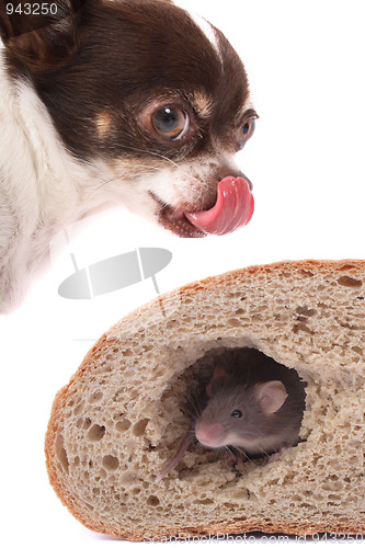 Image of chihuahua and mouse