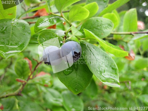 Image of blueberries