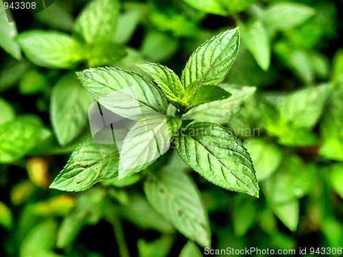 Image of Peppermint