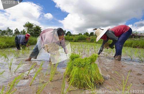 Image of rice farmers in thailand