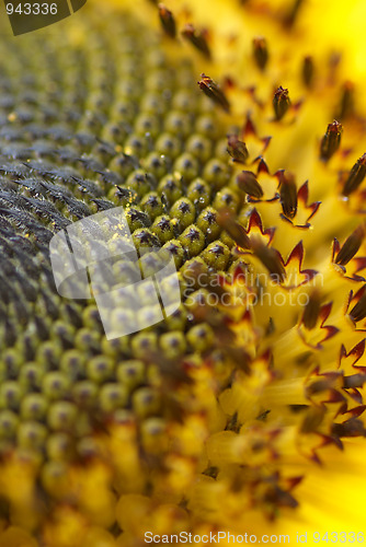 Image of Sunflower seeds detail