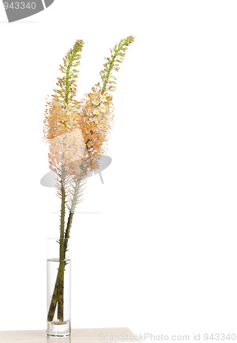 Image of steppe candle