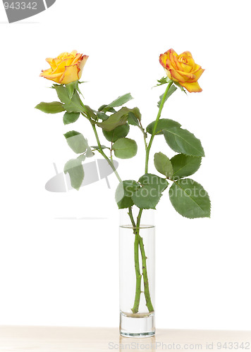 Image of yellow rose