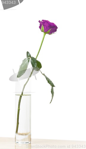 Image of purple rose