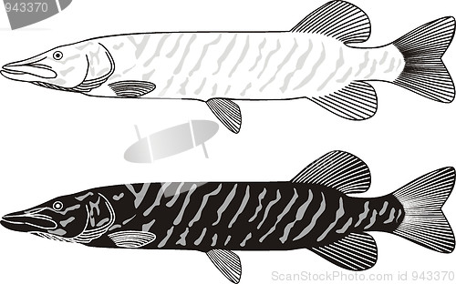 Image of Pike