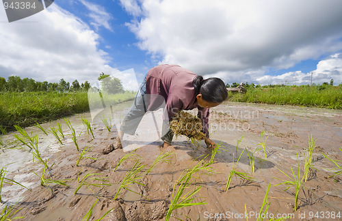 Image of female rice farmer in thailand