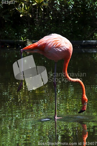 Image of Pink flamingo.