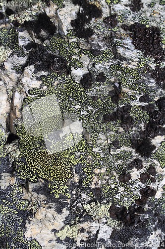 Image of Close-up of moss on a stone