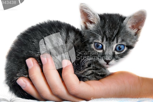 Image of Little kitty on hand