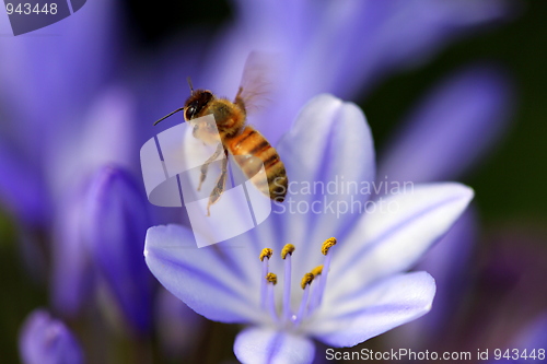 Image of agapanthus africanus