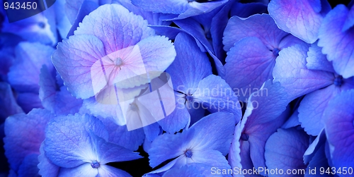 Image of hydrangea