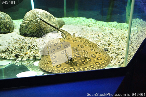 Image of fish