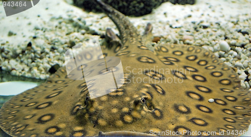 Image of fish