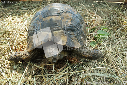 Image of terrapin