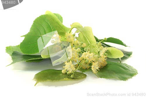 Image of Linden flowers